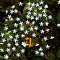 String of white flower-shaped lights on a dark background